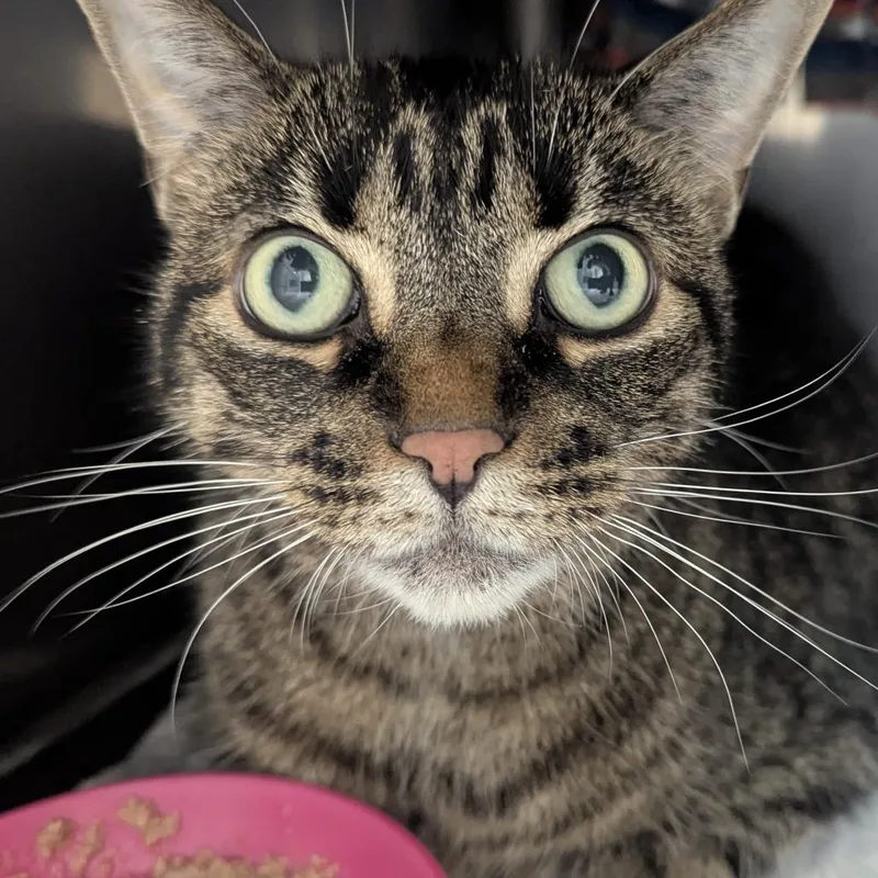 A senior large-sized female Tabby (Brown / Chocolate) Domestic Short Hair cat named Pheby for adoption in Fenton, MI