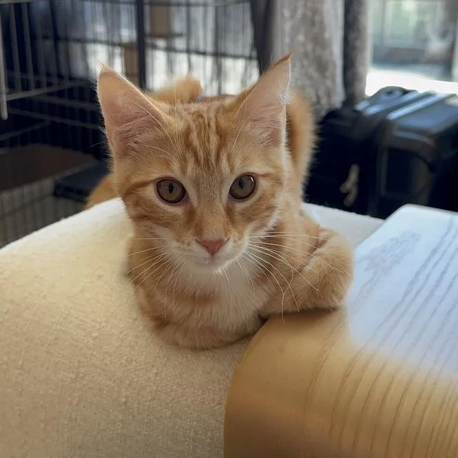 A baby small-sized male Orange / Red Domestic Short Hair cat named Cheeto for adoption in Sunnyvale, CA