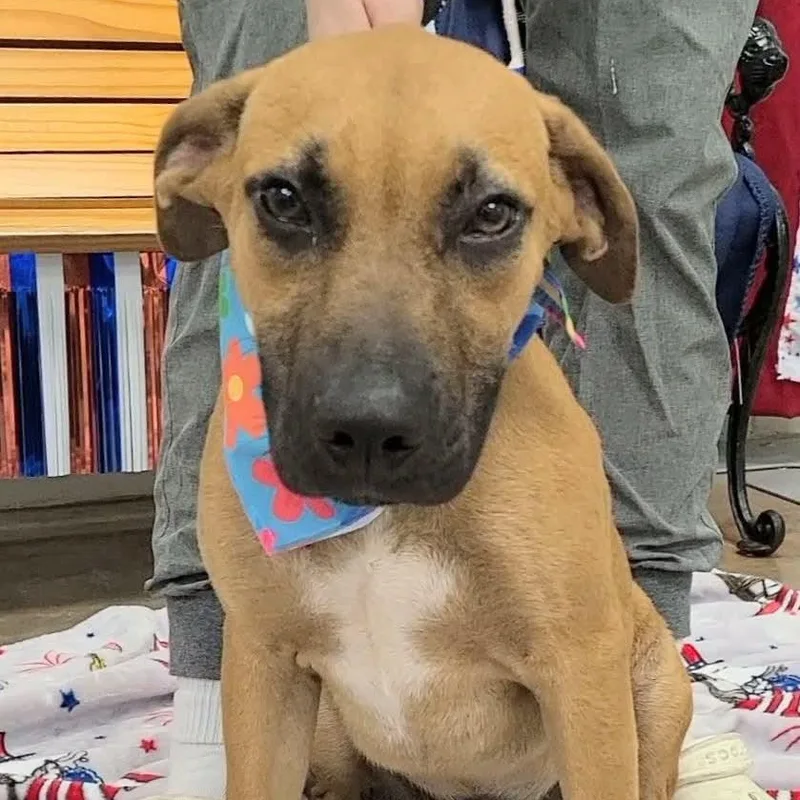 A young medium-sized male Apricot / Beige Mixed Breed dog named Indigo for adoption in Woolwich, ME