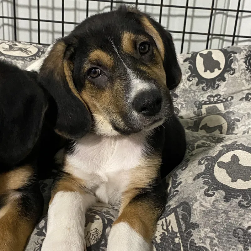A baby medium-sized male Tricolor (Brown, Black, & White) Beagle dog named Scout for adoption in Hartford, KY