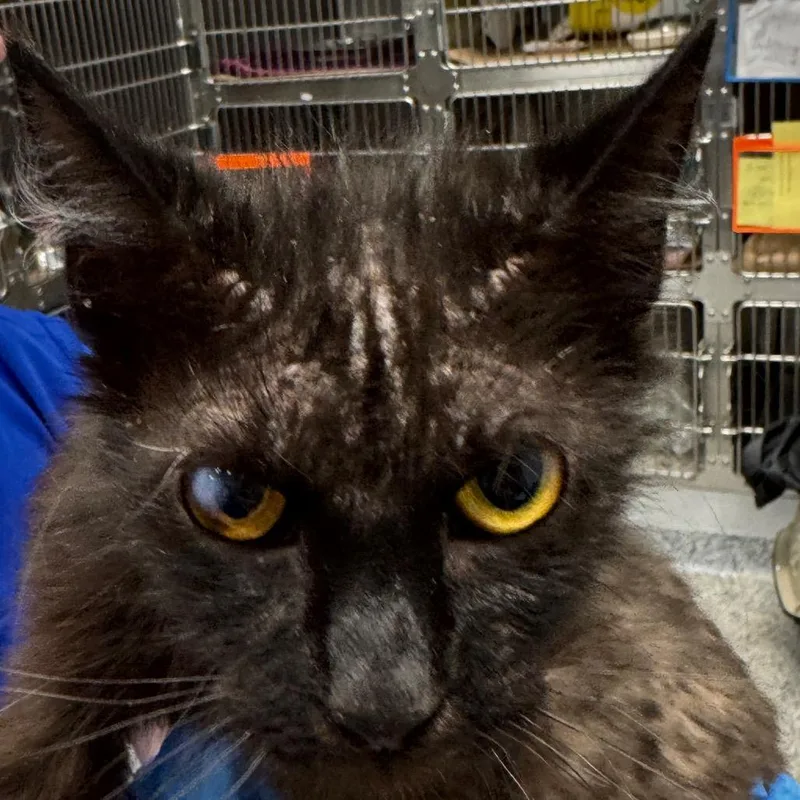 An adult medium-sized female Black Domestic Short Hair cat named Maple for adoption in Greenville, SC