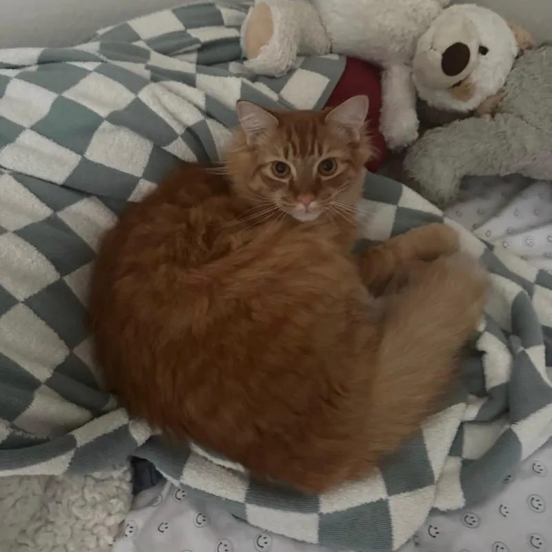 A young medium-sized male Tabby (Orange / Red) Domestic Short Hair cat named Charlie for adoption in Chattanooga, TN