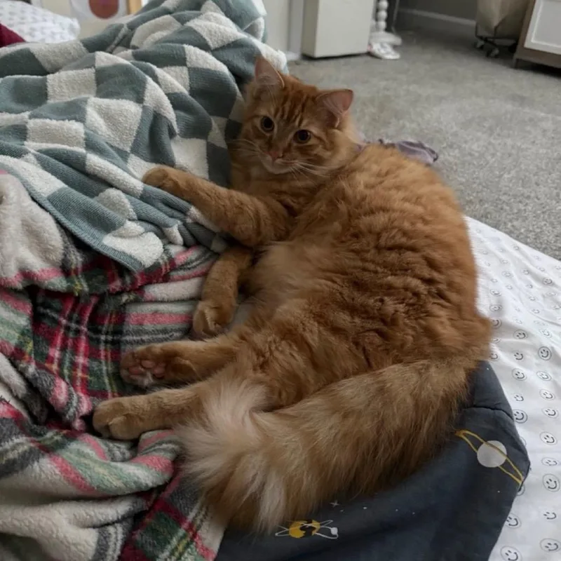 Charlie thumbnail 3