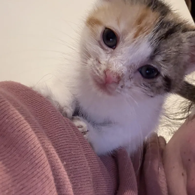 Coco Chanel thumbnail 3