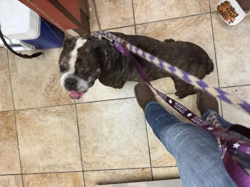 An adult medium-sized male Brindle Mixed Breed dog named Nado for adoption in Cincinnati, OH