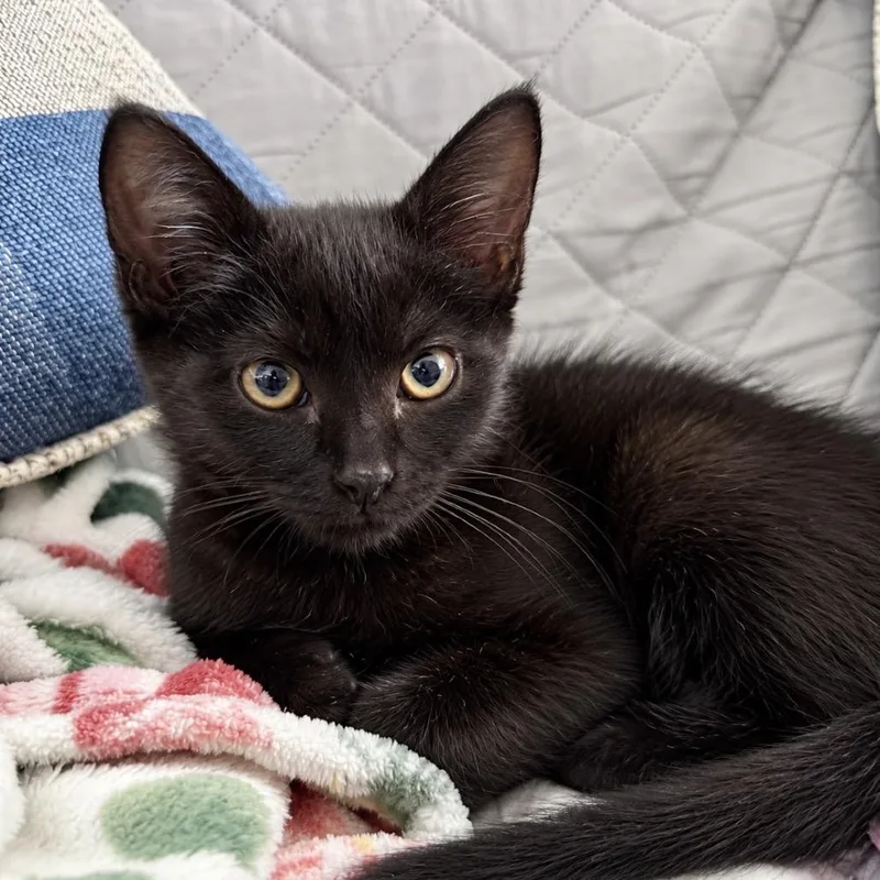 A young small-sized female Domestic Short Hair cat named Midnight Ride for adoption in Boerne, TX