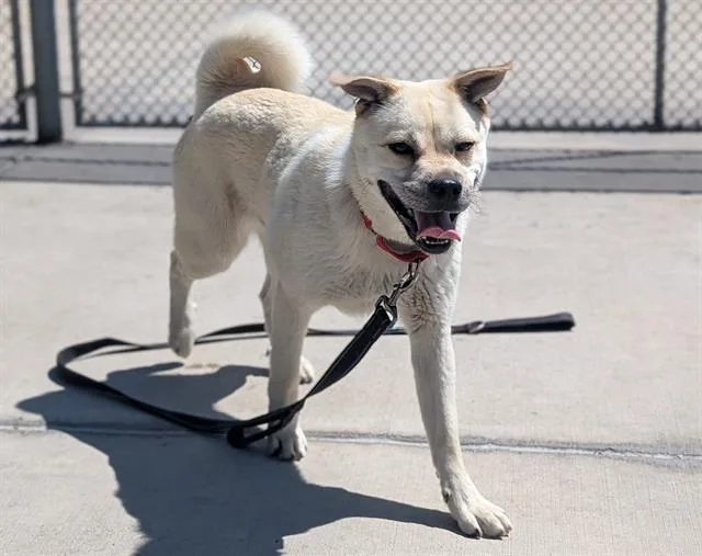 A young medium-sized female Shiba Inu dog named Rumi for adoption in Denver, CO