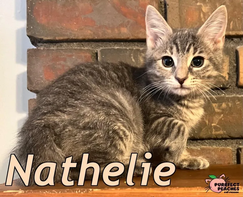 A baby medium-sized female Domestic Short Hair cat named Nathelie for adoption in Douglasville, GA