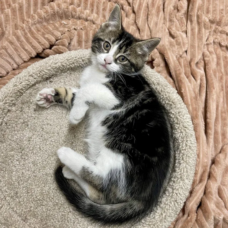 A baby medium-sized female Domestic Short Hair cat named The Count for adoption in Rochester, NY