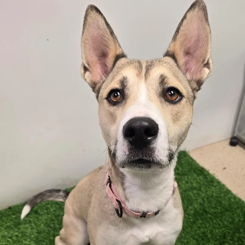 An adult medium-sized female Yellow / Tan / Blond / Fawn Mixed Breed dog named Bonfire for adoption in Columbia, MO