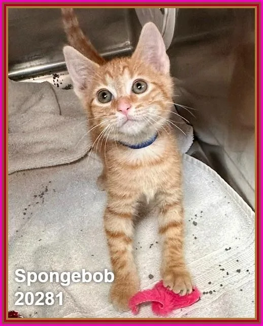 A baby medium-sized male Tabby (Orange / Red) Domestic Short Hair cat named Spongebob for adoption in Marietta, GA