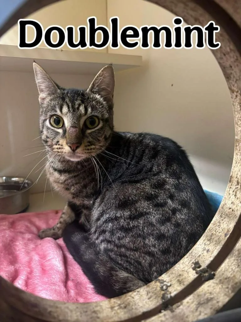 A young small-sized female Domestic Short Hair cat named Doublemint for adoption in Hillsboro, OH