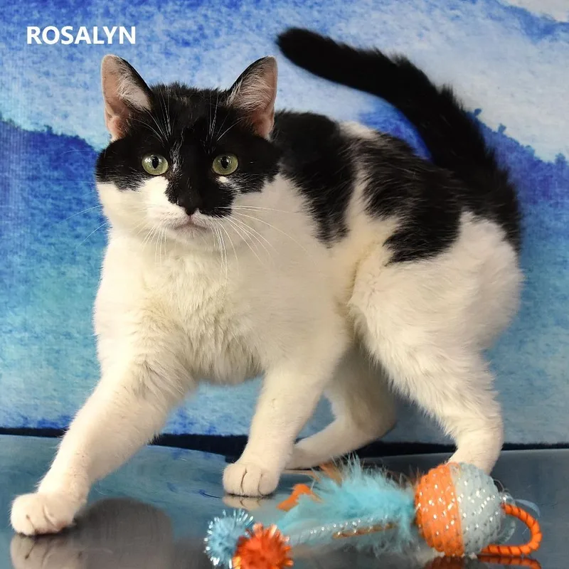 An adult medium-sized female White American Shorthair cat named Rosalyn for adoption in Kanab, UT