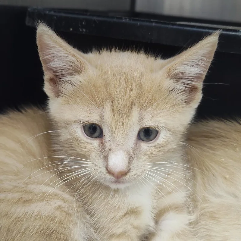 A baby small-sized male Orange / Red Domestic Short Hair cat named Cid for adoption in Lake Panasoffkee, FL