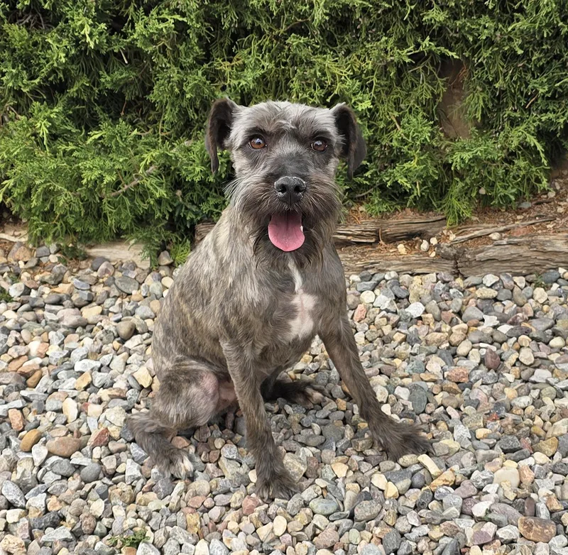 A young small-sized female Gray / Blue / Silver Miniature Schnauzer dog named Stunning Lil Ms Snickers for adoption in Albuquerque, NM