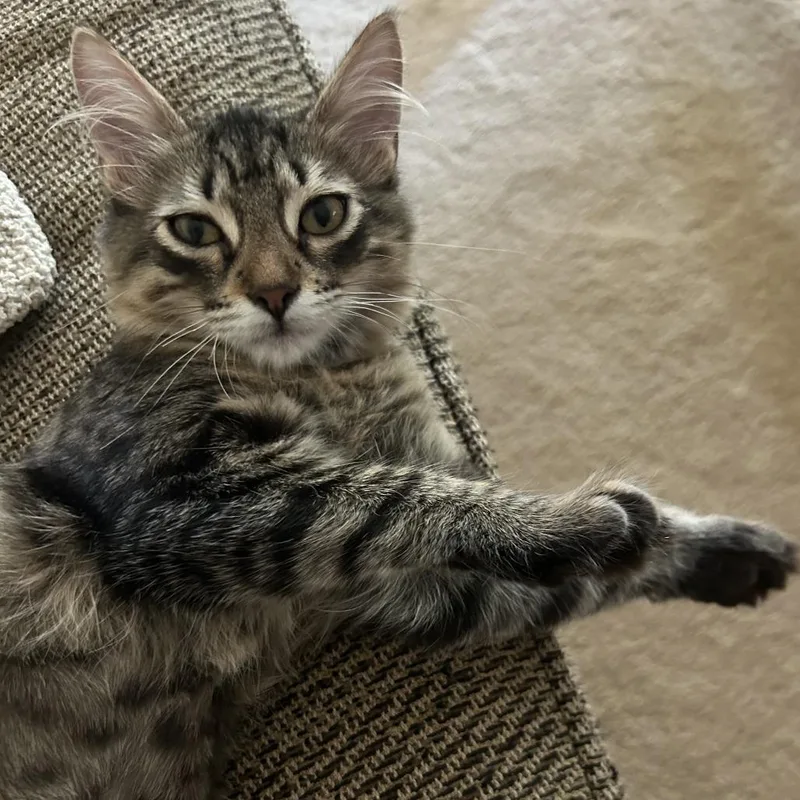 A baby small-sized male Brown / Chocolate Domestic Short Hair cat named Finn C for adoption in Minnetonka, MN