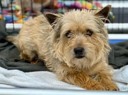 An adult small-sized female Cairn Terrier dog named Tiana for adoption in Largo, FL
