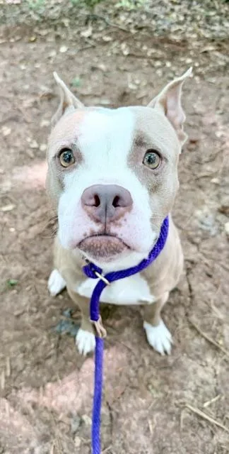 A young medium-sized female Pit Bull Terrier dog named Macadamia for adoption in Charlotte, NC
