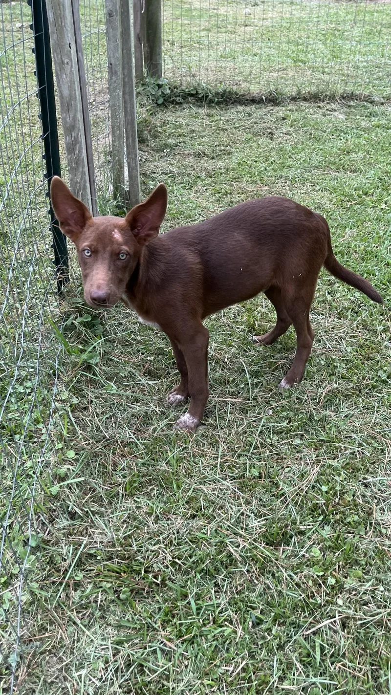 A baby medium-sized male Brown / Chocolate Mixed Breed dog named Jinx for adoption in Medfield, MA