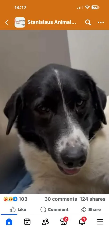 An adult large-sized male Tricolor (Brown, Black, & White) Great Pyrenees dog named Pepper for adoption in Tigard, OR