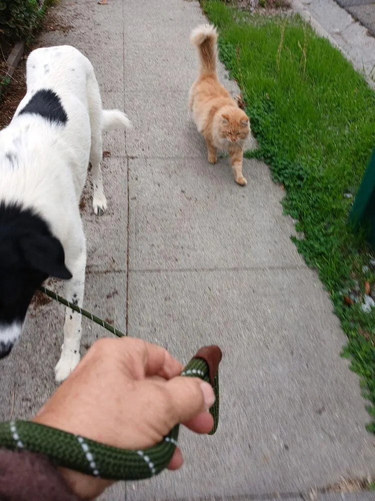 Pepper thumbnail 2