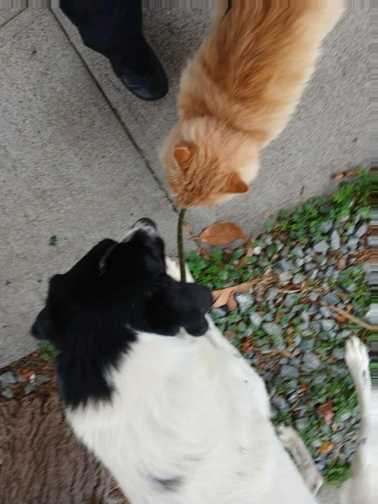 Pepper thumbnail 3