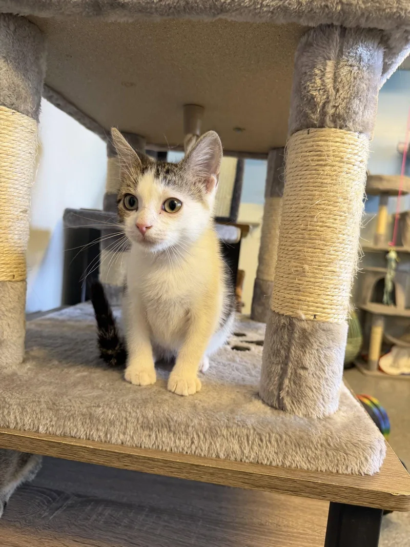 A baby small-sized male Domestic Short Hair cat named Hiccup for adoption in Steeleville, IL