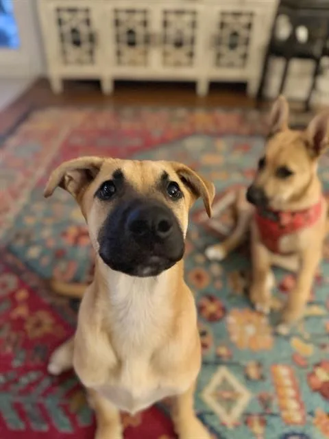 Lana Urgent