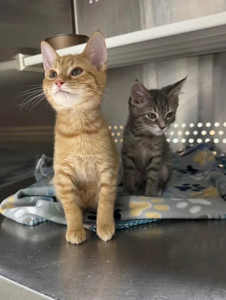 A baby medium-sized male Domestic Short Hair cat named January Il for adoption in Fort Lupton, CO