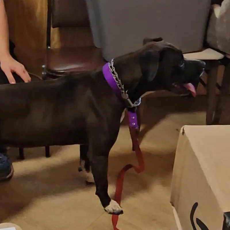A young large-sized male Brown / Chocolate Boxer dog named Ace for adoption in Delta, AL