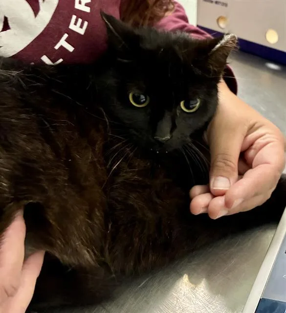A young small-sized female Domestic Short Hair cat named Athos for adoption in Santa Cruz, CA