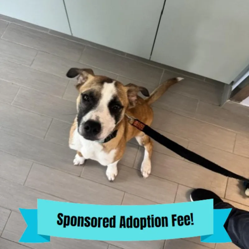 A young medium-sized male Brown / Chocolate Mixed Breed dog named Moe for adoption in Novelty, OH