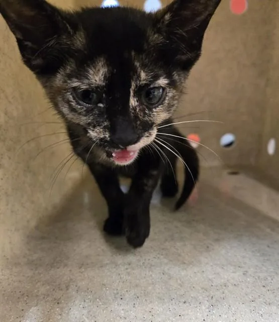 A baby small-sized female Domestic Short Hair cat named Aoki for adoption in Tallahassee, FL