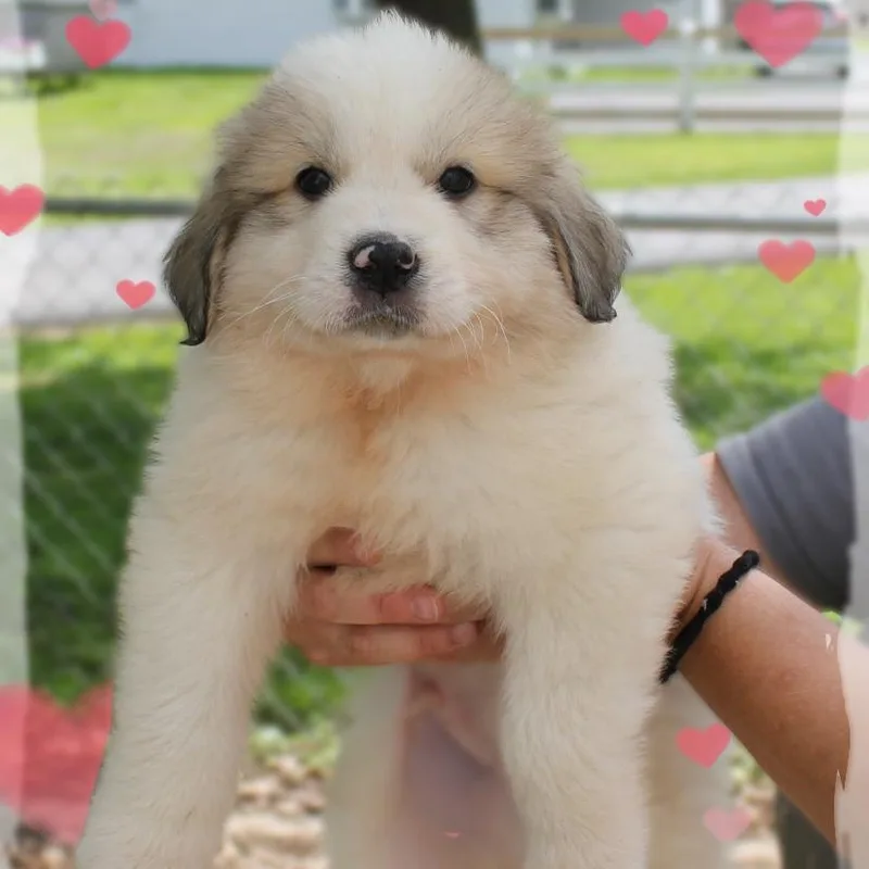 A baby extra large-sized male White / Cream Great Pyrenees dog named Peter for adoption in Amelia, OH