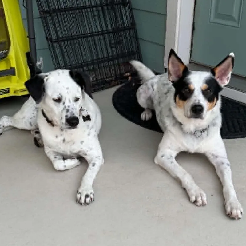 An adult medium-sized male Australian Cattle Dog / Blue Heeler dog named Hunter for adoption in Austin, TX