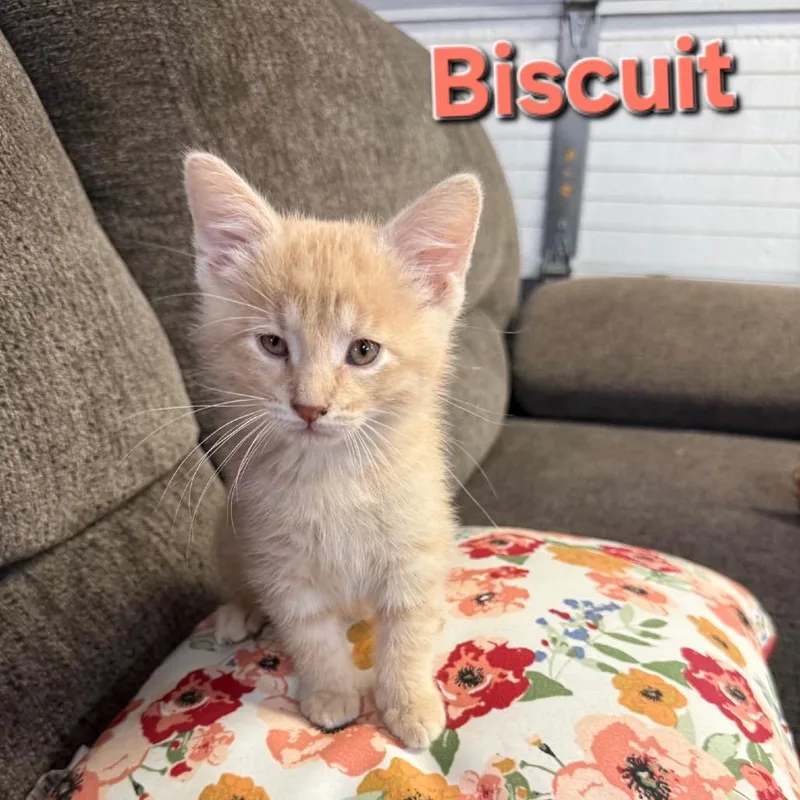 A baby small-sized male Orange / Red Domestic Short Hair cat named Biscuit for adoption in Troy, IL