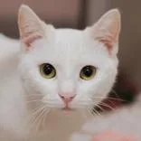 A young small-sized female White Domestic Short Hair cat named Hammy for adoption in Hilliard, OH