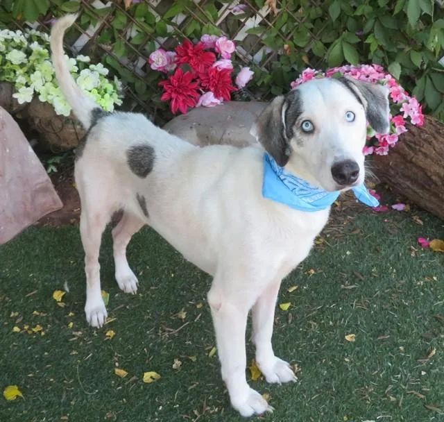 An adult large-sized female Labrador Retriever dog named Cleo for adoption in Oklahoma City, OK