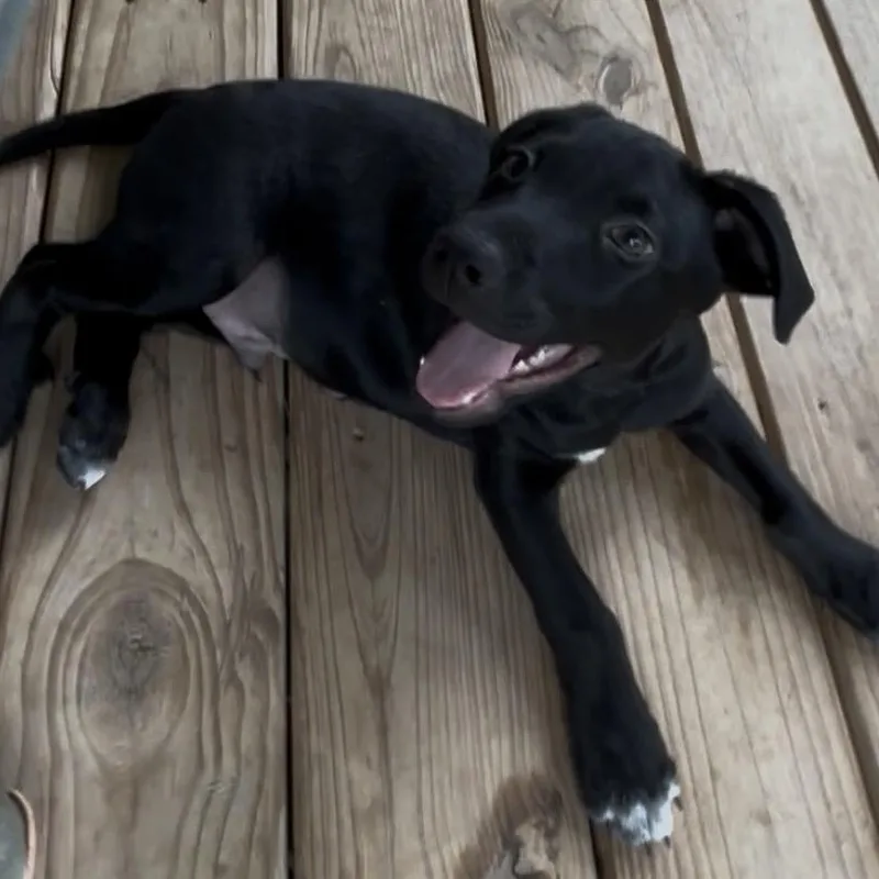 A baby medium-sized male Black Terrier dog named Ricky A Sweet for adoption in Houston, TX