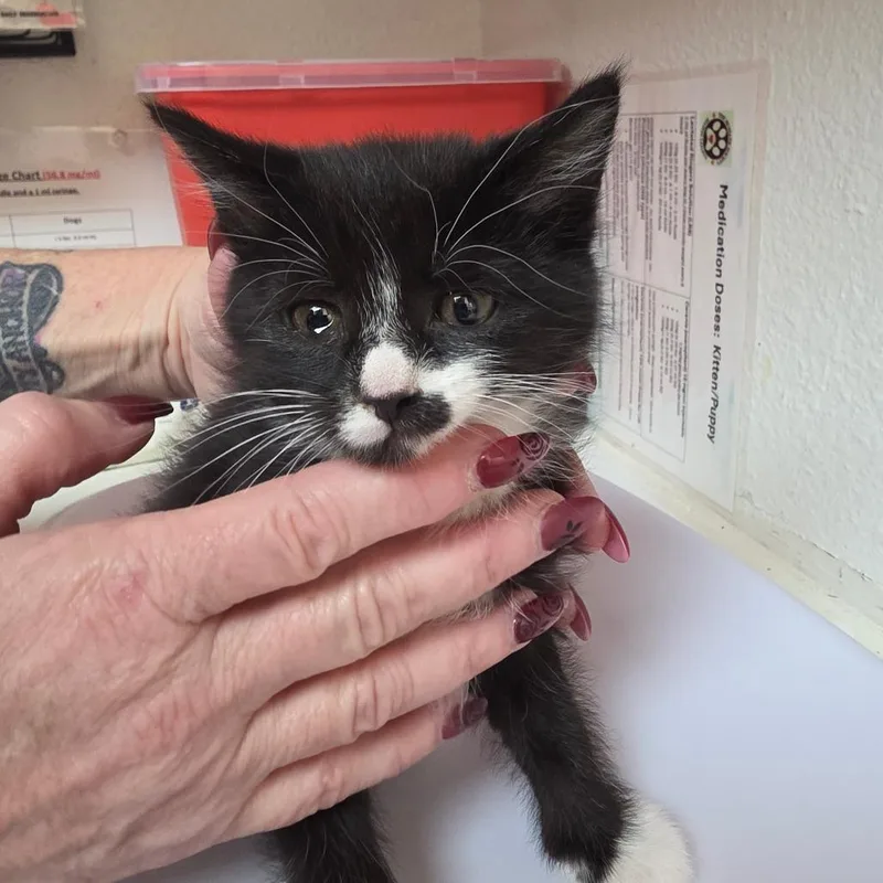 A baby small-sized female Domestic Medium Hair cat named Jade for adoption in Allyn, WA
