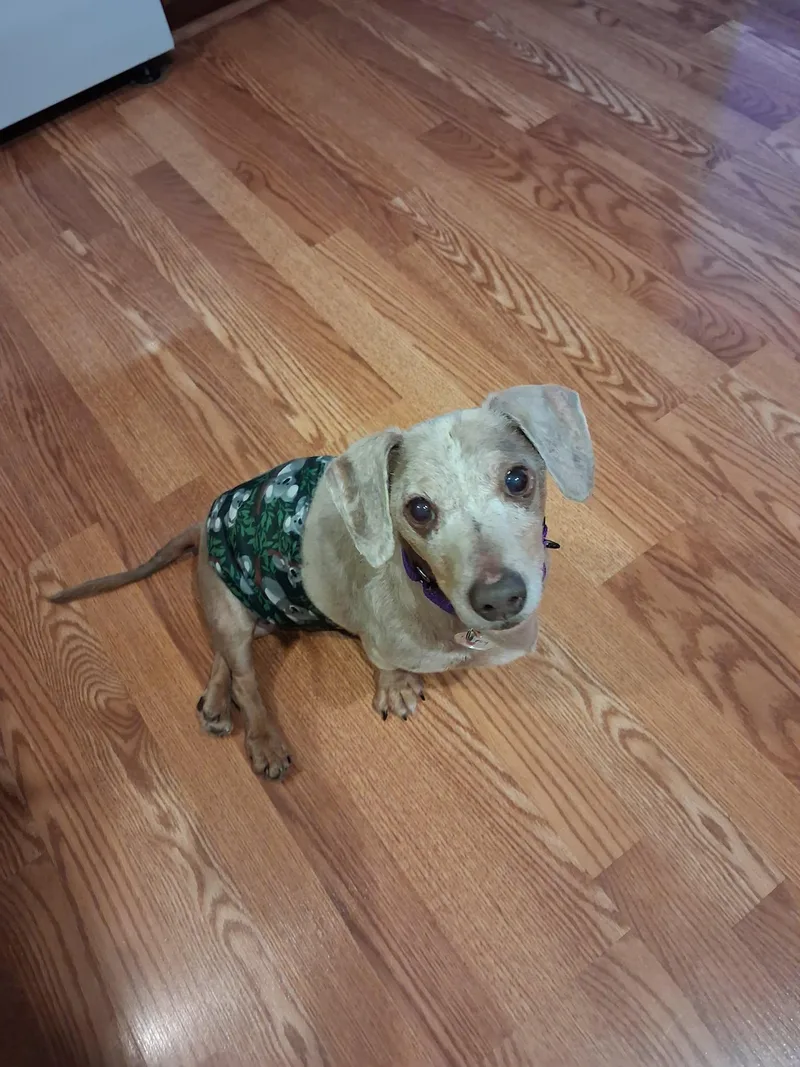 A senior small-sized male Dachshund dog named Loopy for adoption in Whitewater, WI