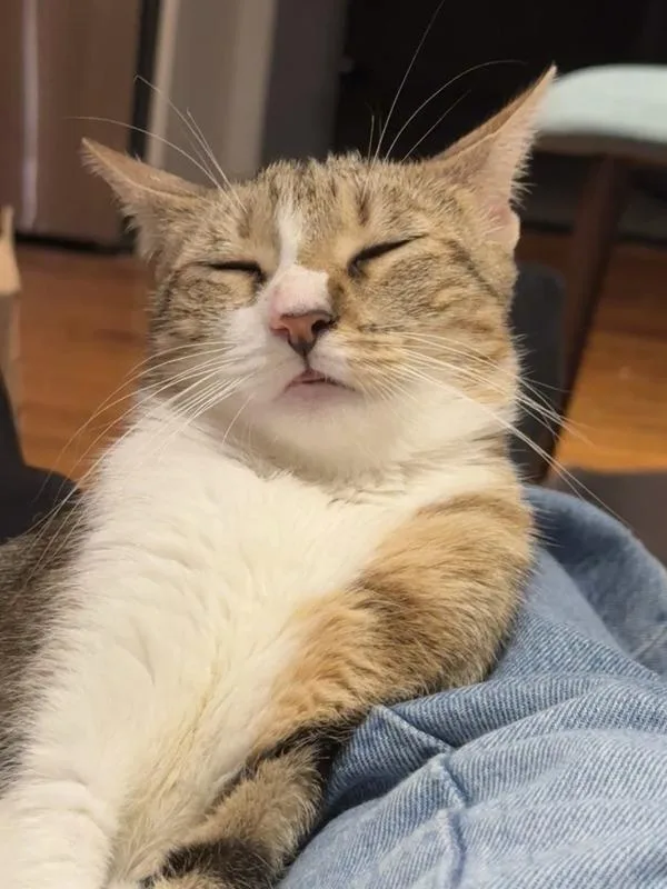 A young medium-sized female Domestic Short Hair cat named Quiet for adoption in Ridgewood, NY