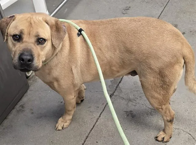 An adult large-sized male Labrador Retriever dog named Jake for adoption in Tucson, AZ