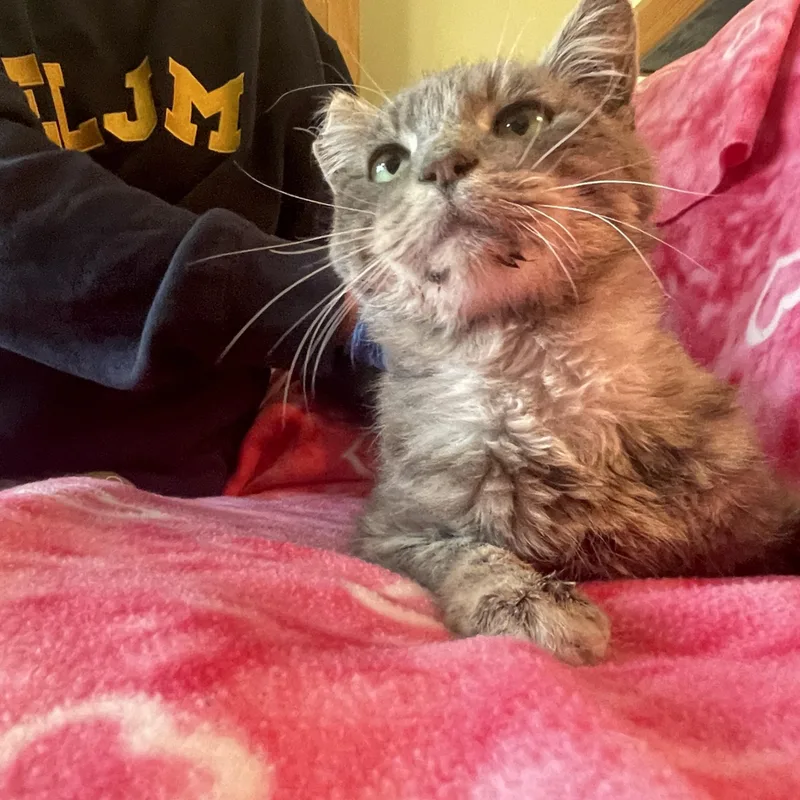 Mr. Otis Mcfluff thumbnail 2