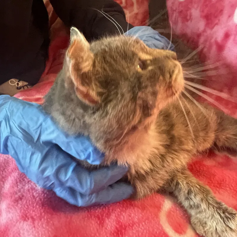 Mr. Otis Mcfluff thumbnail 3