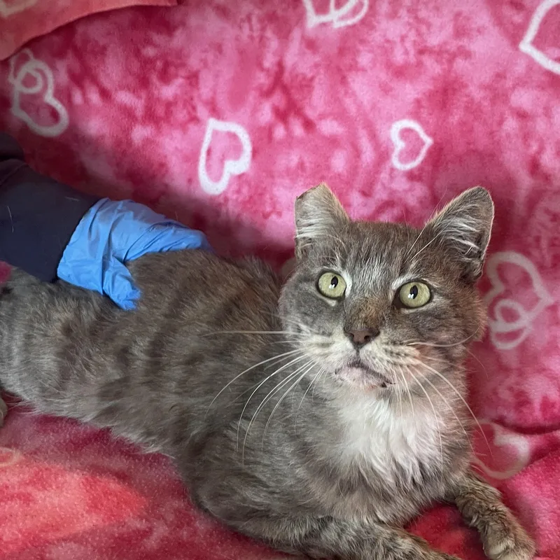 Mr. Otis Mcfluff thumbnail 4