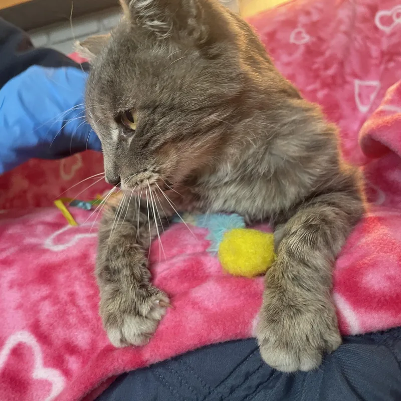 Mr. Otis Mcfluff thumbnail 5