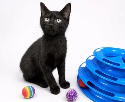 A baby small-sized male Domestic Short Hair cat named Fried Egg for adoption in Cumming, GA