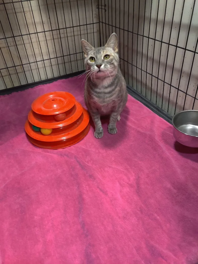 A young medium-sized female Dilute Tortoiseshell Tortoiseshell cat named Millie for adoption in Kansas City, MO