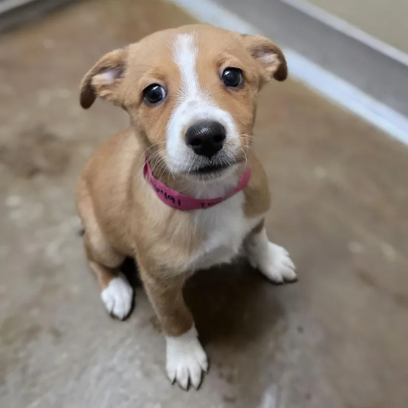 A baby small-sized female Cattle Dog dog named Toast for adoption in Albuquerque, NM